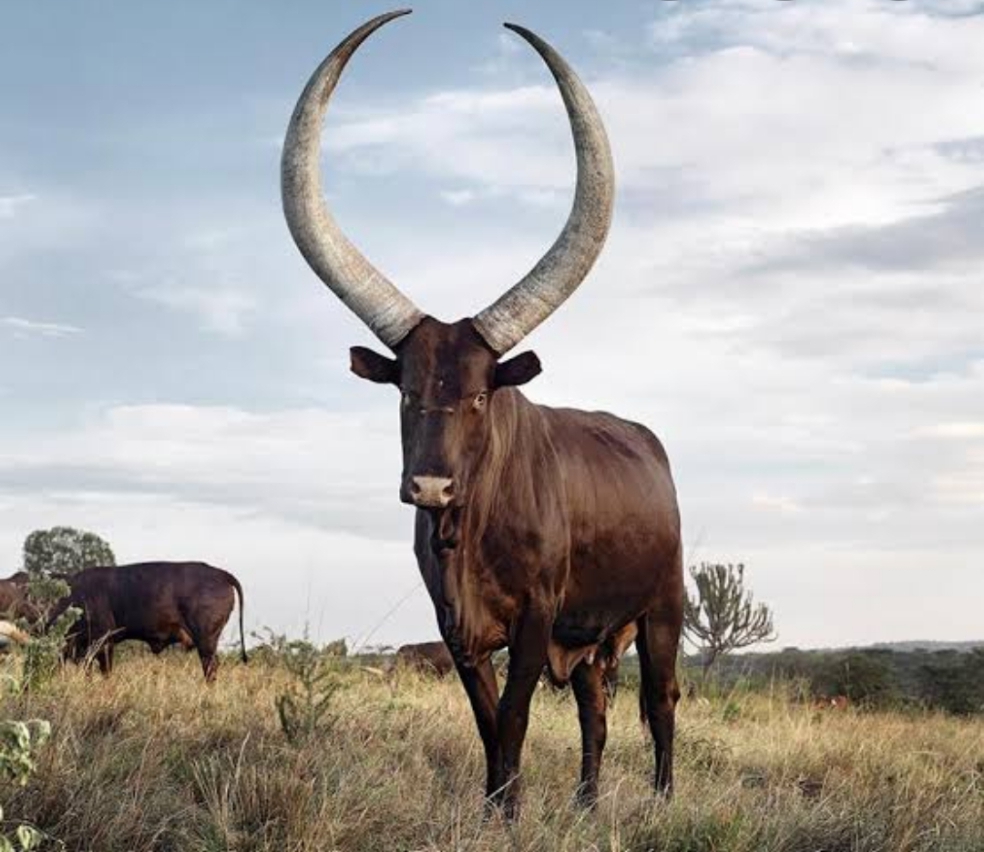 Regional Planning (Ankole)