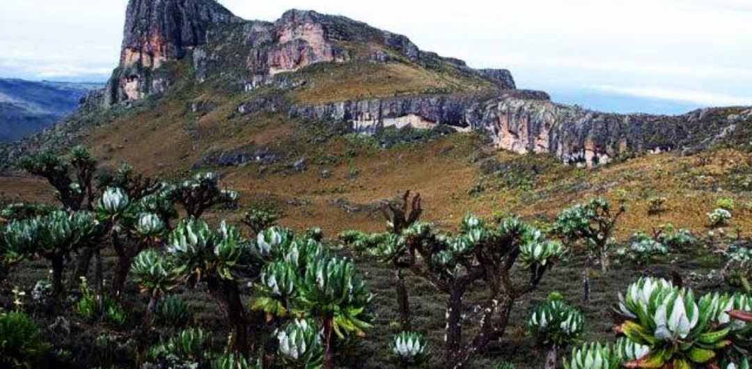 Regional Planning (Elgon)