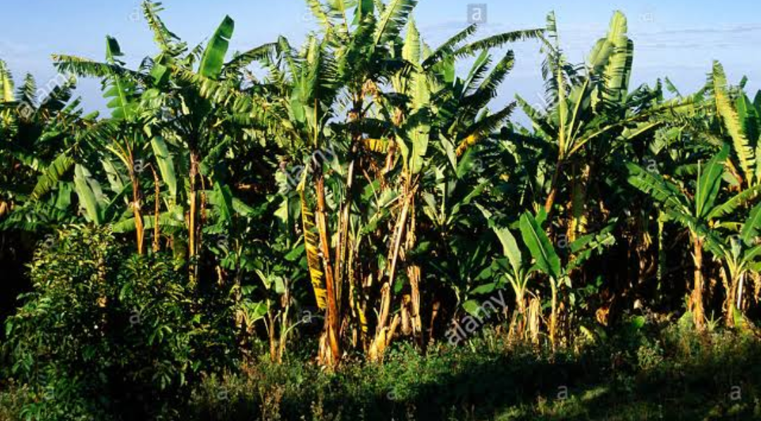 Regional Planning (North Buganda)